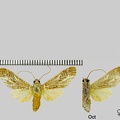 Astralarctia pulverosa (Schaus, 1905)