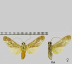 Astralarctia pulverosa (Schaus, 1905)