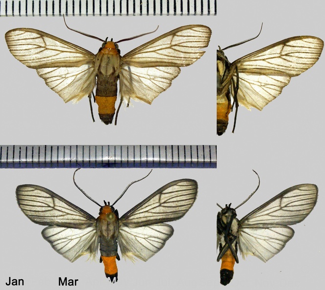 Atyphopsis tambopata Grados, 1999.jpg