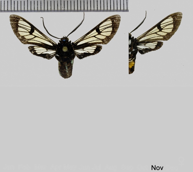 Autochloris enagrus (Cramer, 1779)