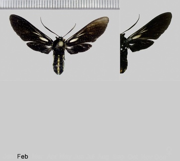 Autochloris vitristriga (Druce, 1897)