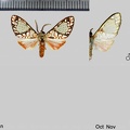 Azatrephes discalis (Walker, 1856)-1