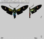 Belemnia eryx (Fabricius, 1775)