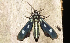 Calonotos acutipennis Zerny, 1931