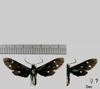 Calonotos aequimaculatus Zerny, 1931-1