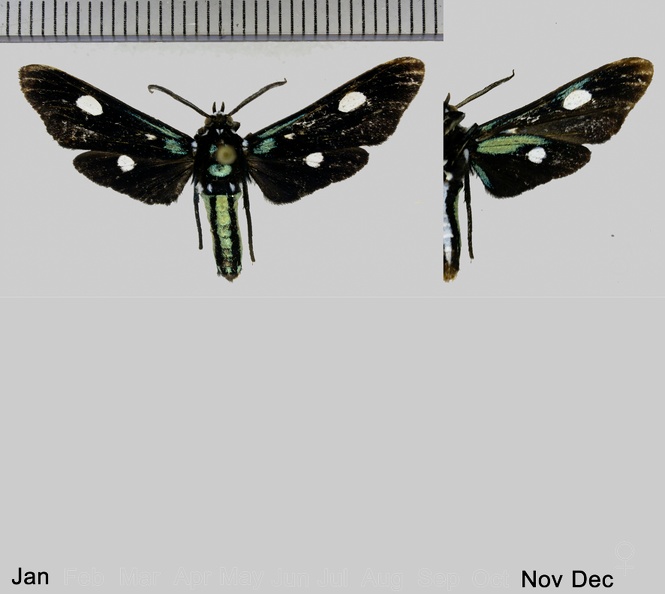 Calonotos angustipennis Zerny, 1931.jpg