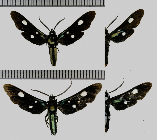 Calonotos angustipennis Zerny, 1931-1.jpg