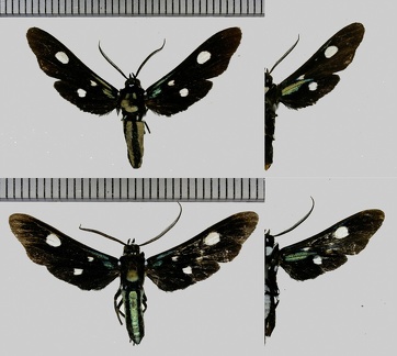 Calonotos angustipennis Zerny, 1931-1