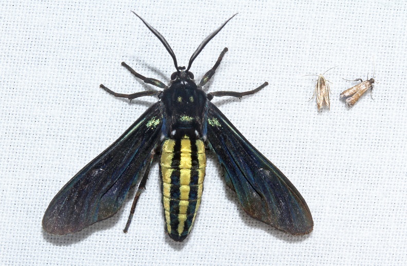 Calonotos aterrima (Sepp, 1848)