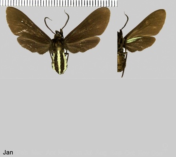 Calonotos aterrima (Sepp, 1848)