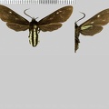 Calonotos aterrima (Sepp, 1848)-1