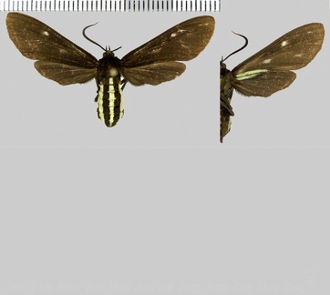 Calonotos aterrima (Sepp, 1848)-1