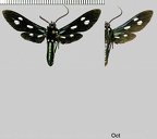 Calonotos longipennis Rothschild, 1911