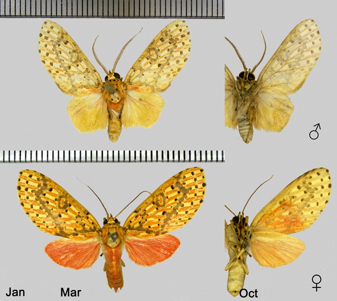 Chrysomallos fulvescens (Rothschild, 1909)