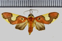 Coiffaitarctia coccineata (Rothschild, 1935)-Cacao