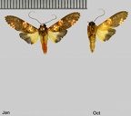Coiffaitarctia steniptera (Hampson, 1905)