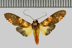 Coiffaitarctia steniptera (Hampson, 1905)-Cacao