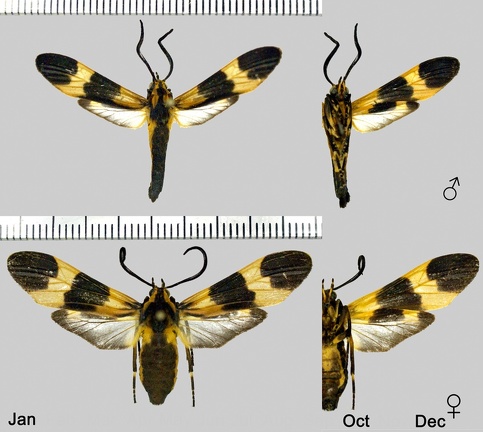 Correbia lycoides (Walker, 1854)