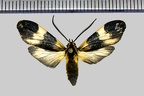 <!--hidden-->Correbidia calopteridia (Butler, 1878)-Piste de Kaw