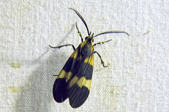 Correbidia calopteridia (Butler, 1878)