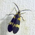 Correbidia calopteridia (Butler, 1878)