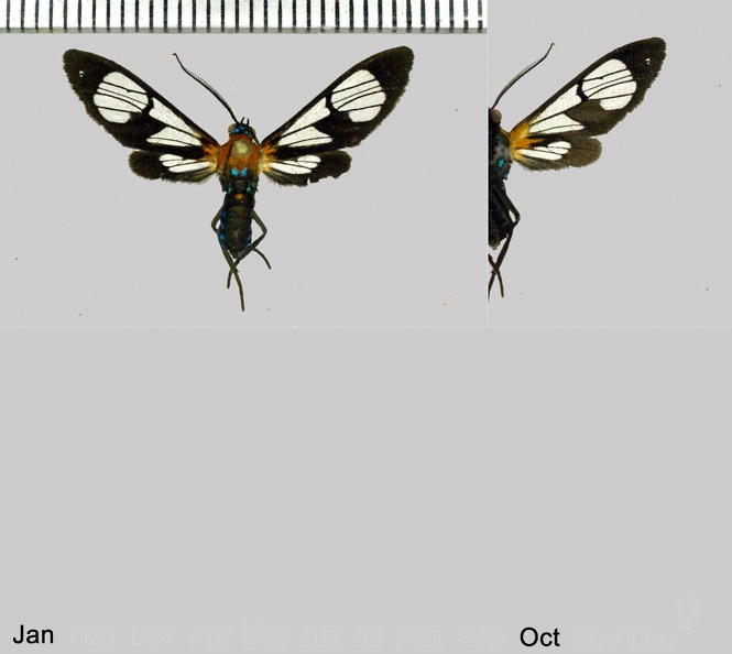 Cosmosoma thoracicum Schaus, 1905.jpg