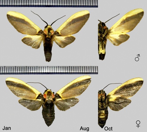 Cratoplastis diluta Felder, 1874