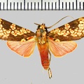 Cresera affinis (Rothschild, 1909)-Patawa (Camp de).jpg