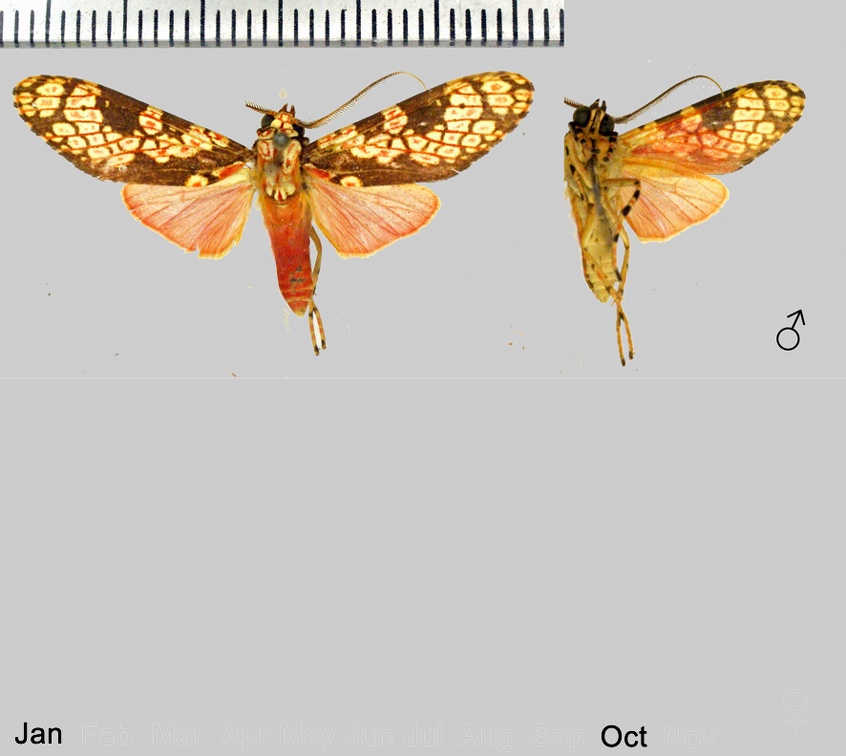 Cresera affinis (Rothschild, 1909)