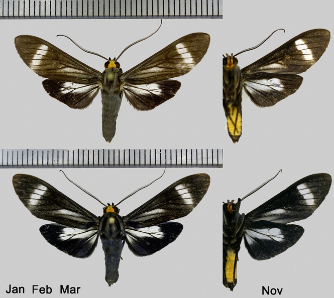 Delphyre flaviceps Druce, 1905.jpg