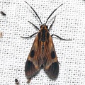 Dycladia lucetius (Stoll, 1781)