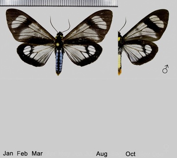 Dysschema tricolor (Sulzer, 1776)