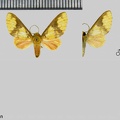 Echeta semirosea (Walker, 1865)