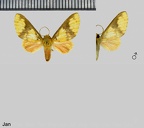Echeta semirosea (Walker, 1865)