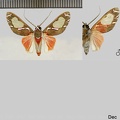 Eriostepta albiscripta (Schaus, 1906)