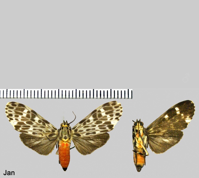 Eucereon punctatum (Guérin-Méneville, 1844).jpg