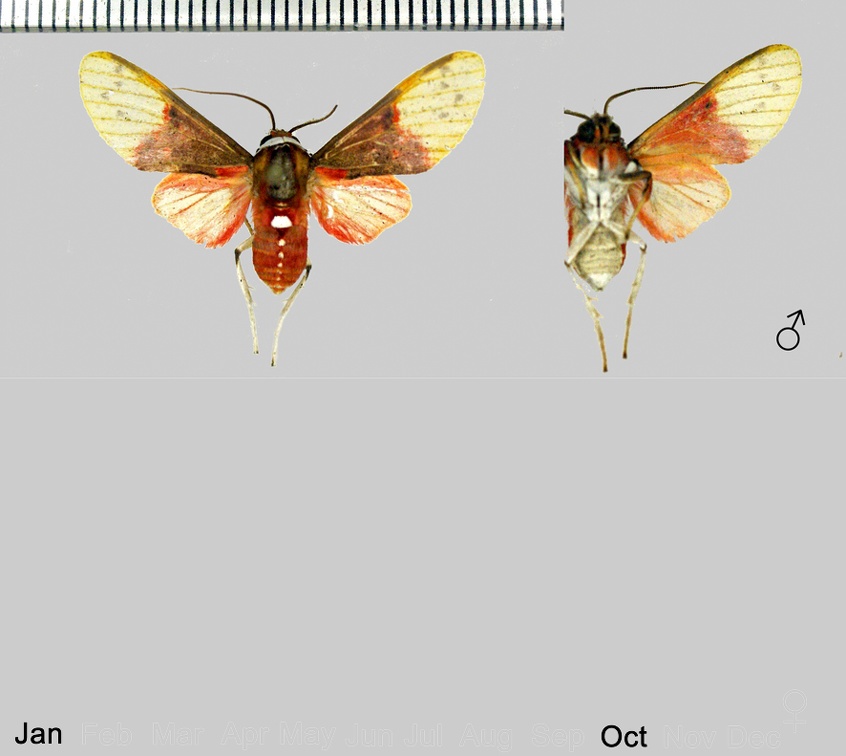 Eucyrta albicollis (Felder, 1874)