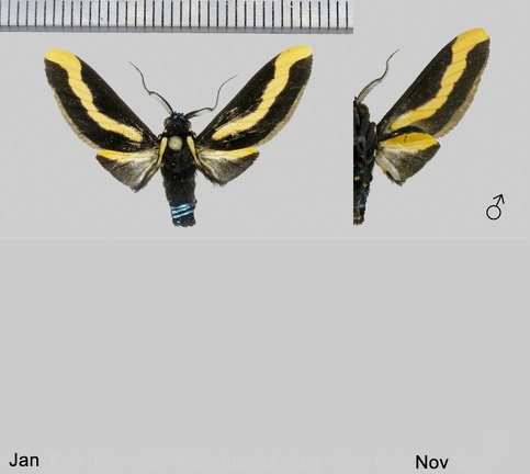 Euplesia sphingidea (Perty, 1833)