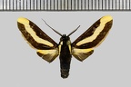 <!--hidden-->Euplesia sphingidea (Perty, 1833)-Piste de belizon