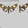 Glaucostola guttipalpis (Walker, 1856)
