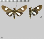 Glaucostola guttipalpis (Walker, 1856)