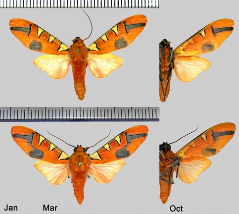 Gorgonidia maronensis (Rothschild, 1917)