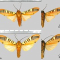 Gorgonidia whitfordi (Rothschild, 1909)