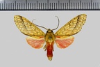 <!--hidden-->Haemaphlebiella formona (Schaus, 1905)-Patawa (Camp de)