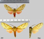 Haemaphlebiella formona (Schaus, 1905)