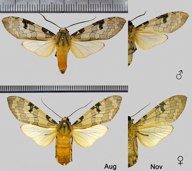 Halysidota orientalis Rothschild, 1909