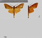 Haplonerita simplex (Rothschild, 1909)