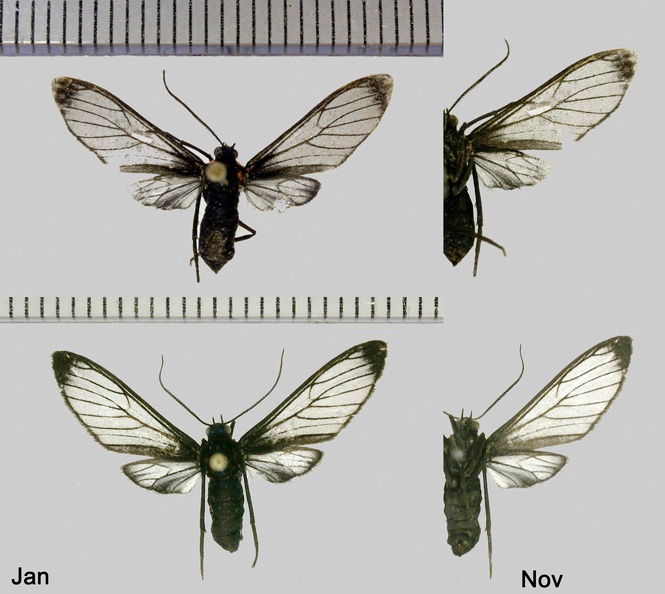 Heterodontia attenuata (Hampson, 1905).jpg