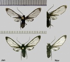 Heterodontia attenuata (Hampson, 1905)