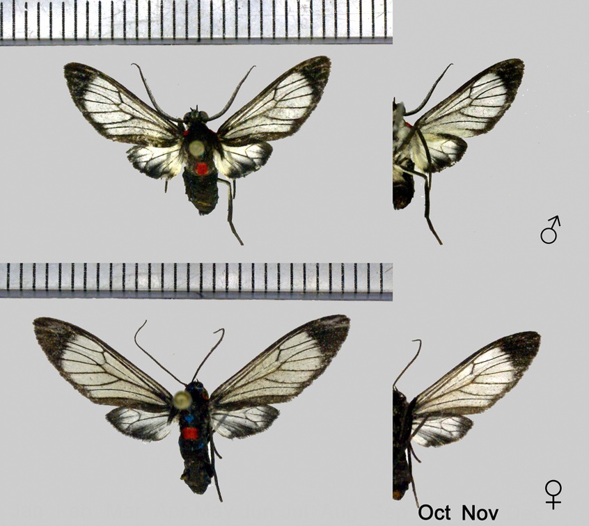 Heterodontia haematica Perty, 1833